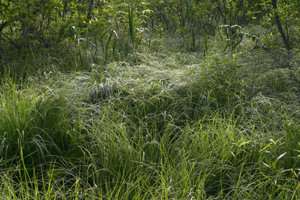 tussock sedge 3